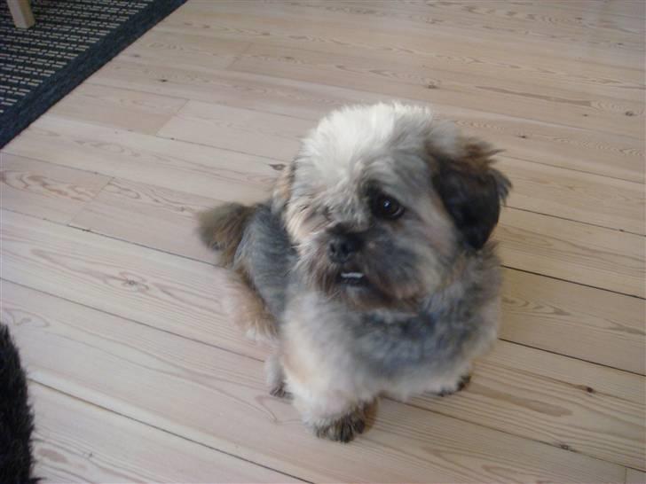 Lhasa apso Cille billede 7