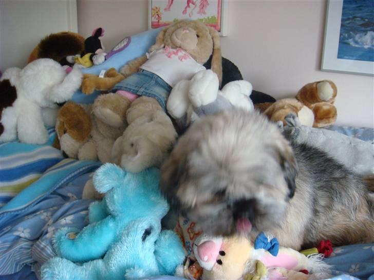 Lhasa apso Cille - Find Cille billede 8