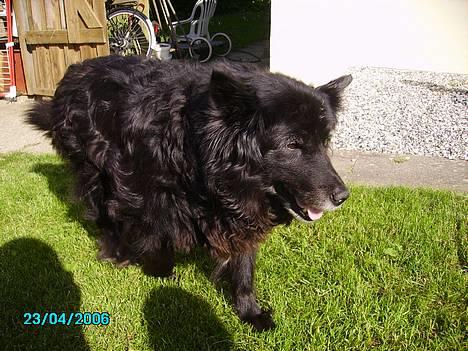 Blanding af racer Trine - <33 billede 10