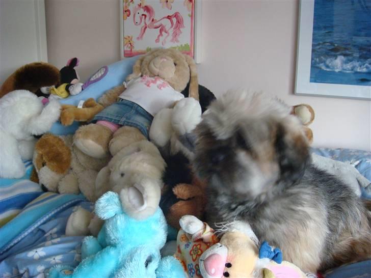 Lhasa apso Cille - Find Cille billede 9