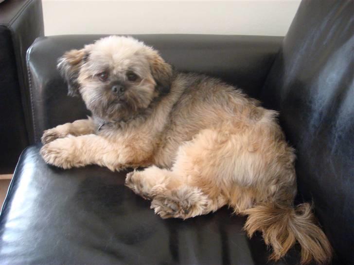 Lhasa apso Cille billede 10