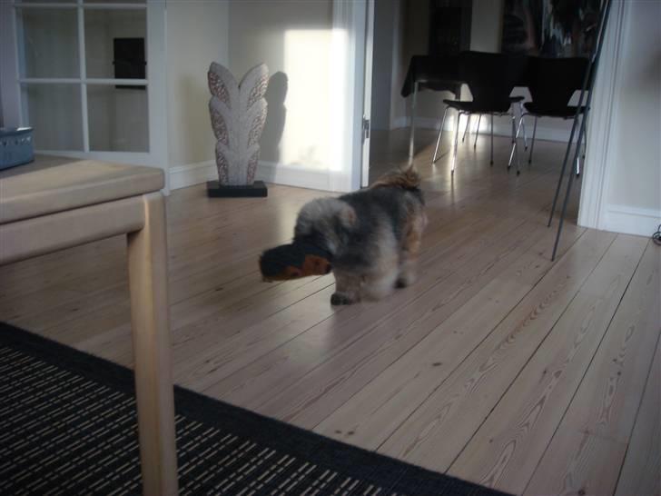 Lhasa apso Cille billede 11