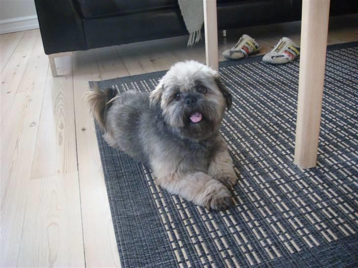 Lhasa apso Cille billede 12
