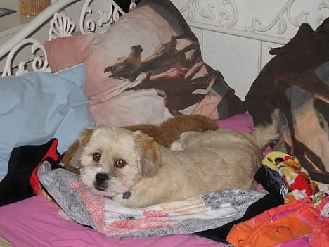 Lhasa apso Molly  - Molly i paradis.. billede 3