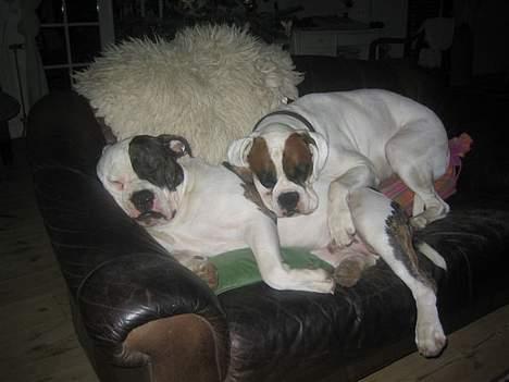 Blanding af racer Knud - Knud (1år) og fætter Arthur (4 ½ år)...  billede 9