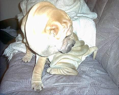 Shar pei Mischa von Moisen*R.I.P.* - Uhha mine rynker klør :) billede 3