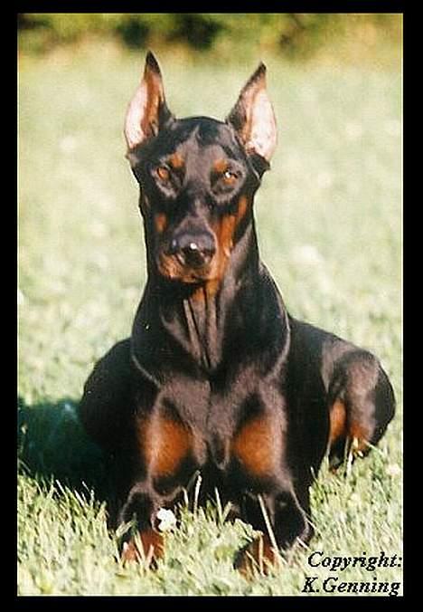 Dobermann (Fyrstinden) Chica R.I.P. - Fyrstinden eller Chica som hun blev kaldt. billede 1