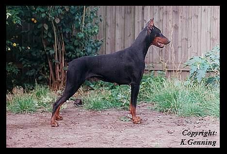 Dobermann (Fyrstinden) Chica R.I.P. - Chica, efter 2 kuld hvalpe, smuk var hun.. :-) billede 2
