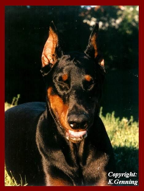 Dobermann (Fyrstinden) Chica R.I.P. - Hi hi hi..... Er hun ikke sød? billede 3