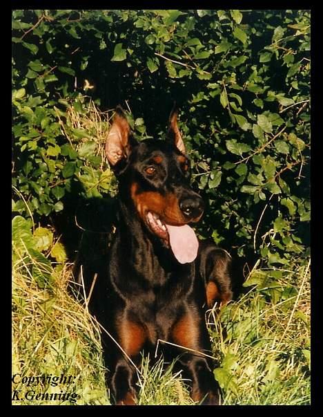 Dobermann (Fyrstinden) Chica R.I.P. billede 4