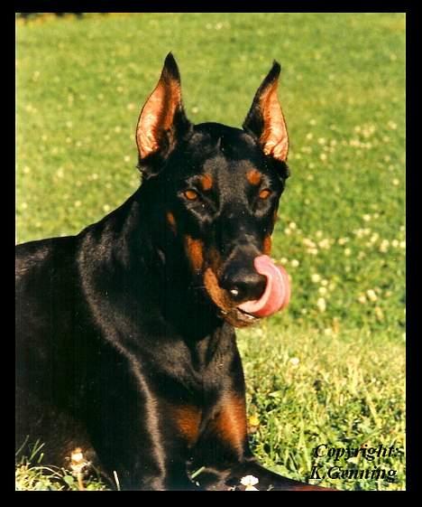 Dobermann (Fyrstinden) Chica R.I.P. - Chica vil gerne have en guf... billede 5