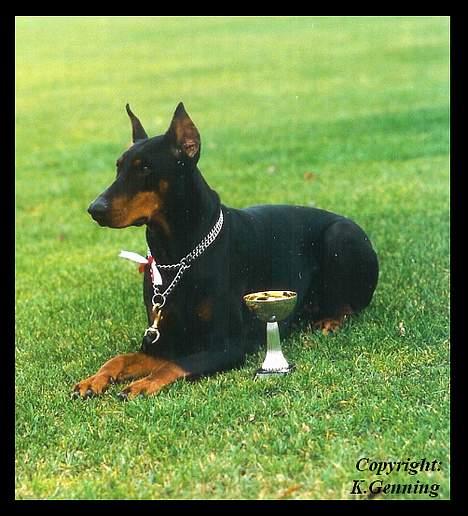 Dobermann (Fyrstinden) Chica R.I.P. - Chica fik 1. pr. og cac. juuhuuu billede 6