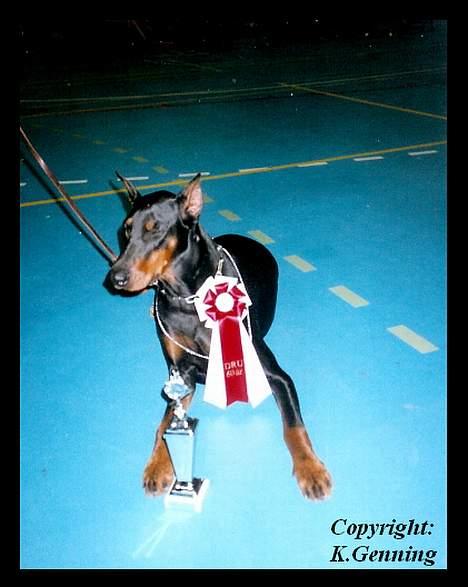 Dobermann (Fyrstinden) Chica R.I.P. - og der gjorde hun det igen, puuhaa det har været en hård dag... billede 7