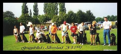 Dobermann (Fyrstinden) Chica R.I.P. - Udstilling i Albertslund, det årlige gruppebilled. billede 8