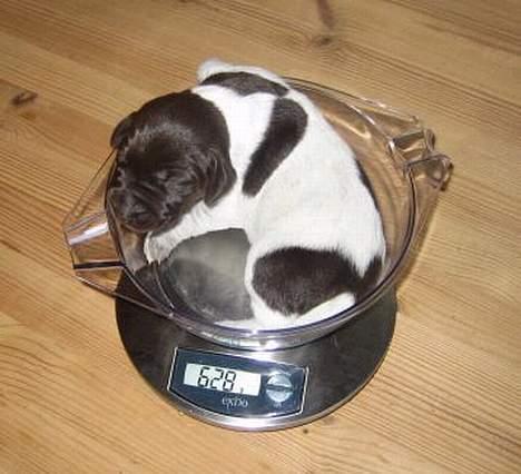 Korthåret hønsehund Emma ( balade mageren) - Man kan vel ikke gøre for at man har charme ? ;b billede 6