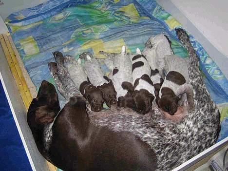 Korthåret hønsehund Emma ( balade mageren) - jeg ligger her imellem, det er mig med flest pletter billede 7