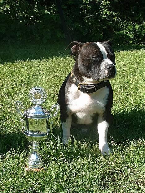 Staffordshire bull terrier Roxystaff Tyson - Tyson vandt pokalen for "bedste hovede" på skuet på Fyn d. 10. Juni 2006 billede 1