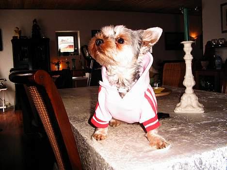 Yorkshire terrier Faber's Scarlett - Se min nye sweat-shirt - flot ikke ! ! billede 9