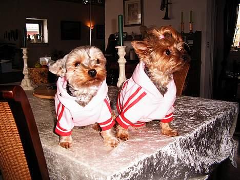 Yorkshire terrier Daisy Doll - Sidder model med min datter Scarlett ! ! billede 11