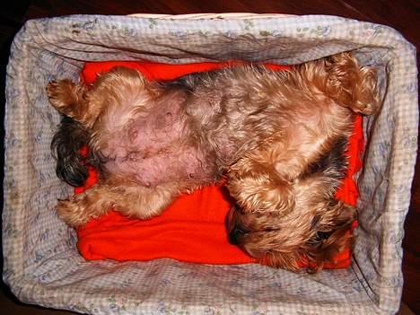 Yorkshire terrier Daisy Doll - Jeg kan STADIG godt være i hvalpekurven ! ! !  billede 12