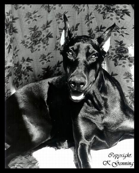 Dobermann (Fyrstinden) Chica R.I.P. - Chica billede 9