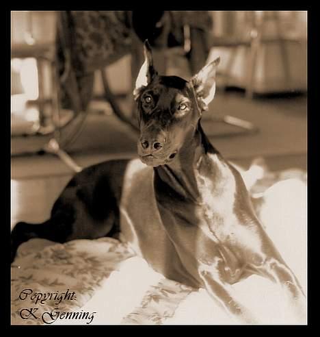 Dobermann (Fyrstinden) Chica R.I.P. - Chica billede 10