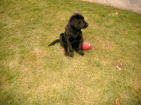 Labrador retriever Soffi<3 billede 1