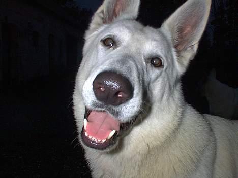 Hvid schæfer Lucky (titte's bambi) - åhh jeg er så glad i dag...  billede 1