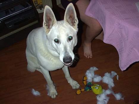 Hvid schæfer Lucky (titte's bambi) - jeg fangede dig tweety.... vov vov billede 2