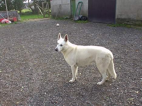 Hvid schæfer Lucky (titte's bambi) - Hvor er misserne?? billede 3