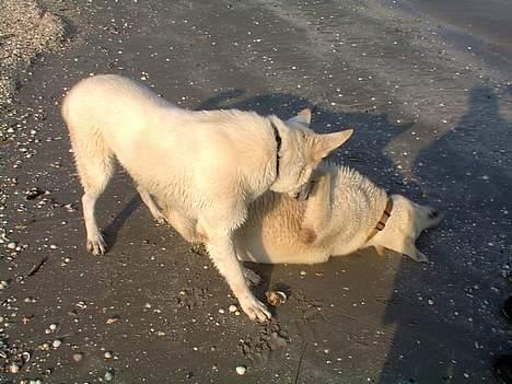 Hvid schæfer Lucky (titte's bambi) - Nicko:"Jeg har dig... Nu skal du få storebror" billede 4