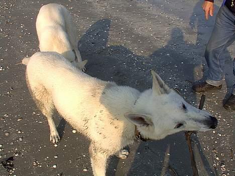 Hvid schæfer Lucky (titte's bambi) - Har du ikke nogle guffer?? billede 5