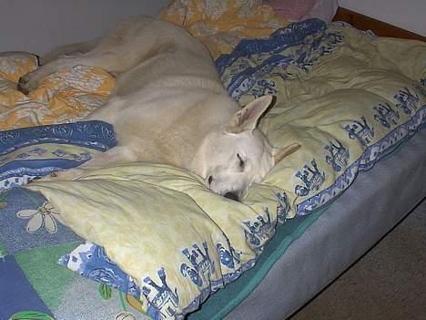 Hvid schæfer Lucky (titte's bambi) - Såå tager vi lige en slapper... snooork billede 6