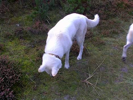 Hvid schæfer Lucky (titte's bambi) - Hov.. hvad var det? en mus? En kat måske?? billede 8