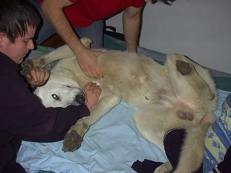 Hvid schæfer Lucky (titte's bambi) - Arrrgh.. Det er så dejligt når I gider at kæle for mig billede 9