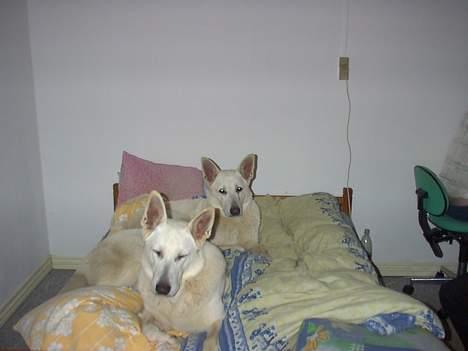Hvid schæfer Lucky (titte's bambi) - Se os.. Vi har lige overtaget far´s seng billede 10