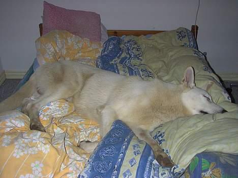 Hvid schæfer Lucky (titte's bambi) - så tager vi lige en slapper for10. gang i dag  billede 11