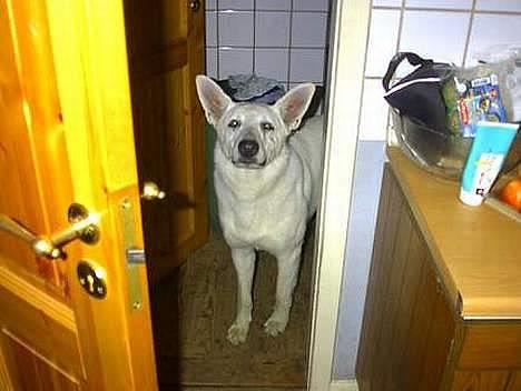 Hvid schæfer Nicko  - er jeg ikke dejlig hehe batman billede 1