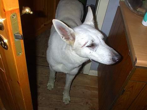 Hvid schæfer Nicko  - Kigger lige efter, for at se om der skulle være noget farligt billede 2