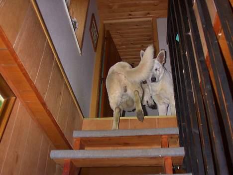 Hvid schæfer Nicko  - jeg tør næsten ikke at kigge  billede 3