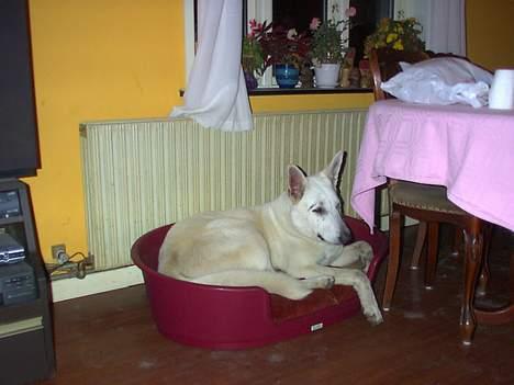 Hvid schæfer Nicko  - tager lige en slapper billede 4