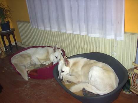 Hvid schæfer Nicko  - mig og storbror billede 5