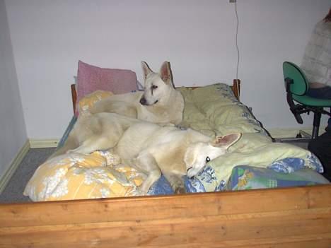 Hvid schæfer Nicko  - Her bor vi i mor og far´s seng... billede 6