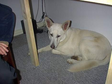 Hvid schæfer Nicko  - Så kan jeg hvis godt lægge mig her, og gemme mig billede 7