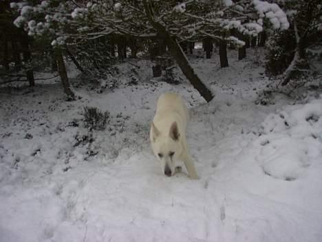 Hvid schæfer Nicko  - her kommer jeg!!!!  vov vov billede 8