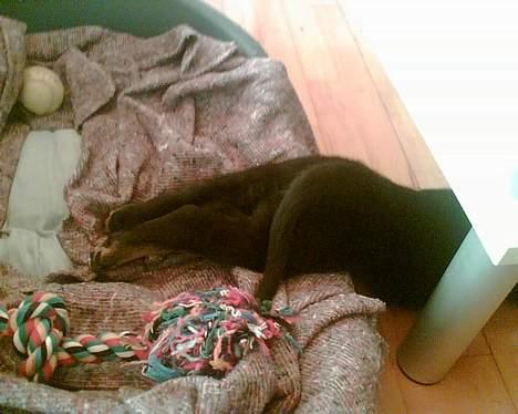 Rottweiler Primo R.I.P - Jeg gemmer mig ;-) billede 2