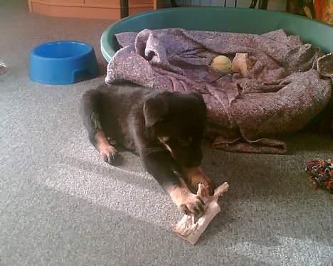 Rottweiler Primo R.I.P - Mums sådan en nakkesene smager jo dejligt billede 3