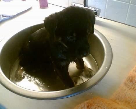 Rottweiler Primo R.I.P - Sidder i håndvasket og er ved at blive badet. billede 4