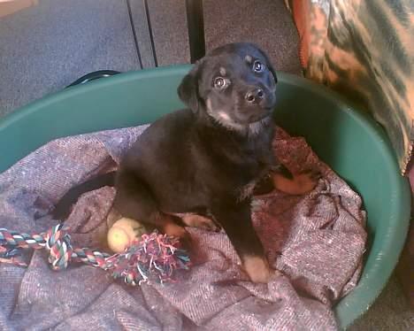 Rottweiler Primo R.I.P - Sidder i min fine nye kurv med noget af alt mit fine legetøj billede 5