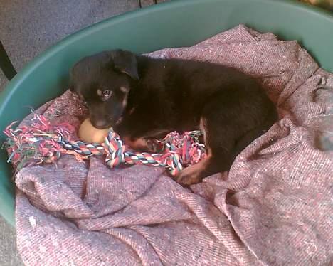 Rottweiler Primo R.I.P - Ligger og gumler i min tennisbold billede 6